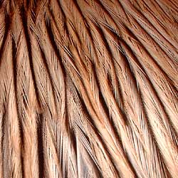 Fly tying Feathers, Genetic Capes and Saddles - Whiting Farms