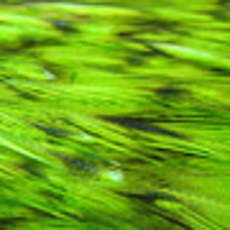 Fi Green