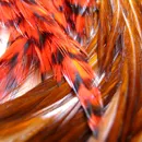 Whiting Woolly Bugger Packs