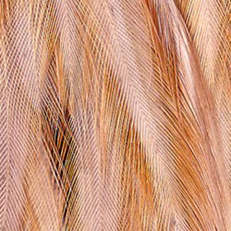 Whiting Hen Neck