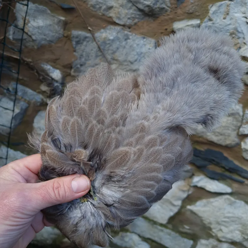 Whiting Brahma Hen Soft Hackle with Chickabou in Mottled Light Dun C-4