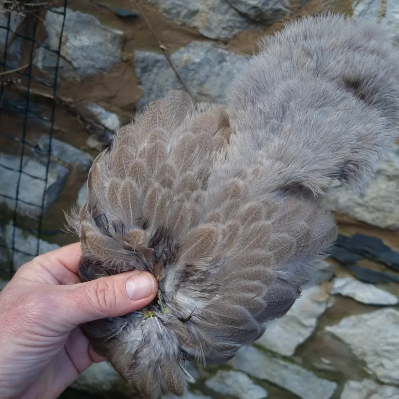 Whiting Brahma Hen Soft Hackle with Chickabou in Mottled Light Dun C