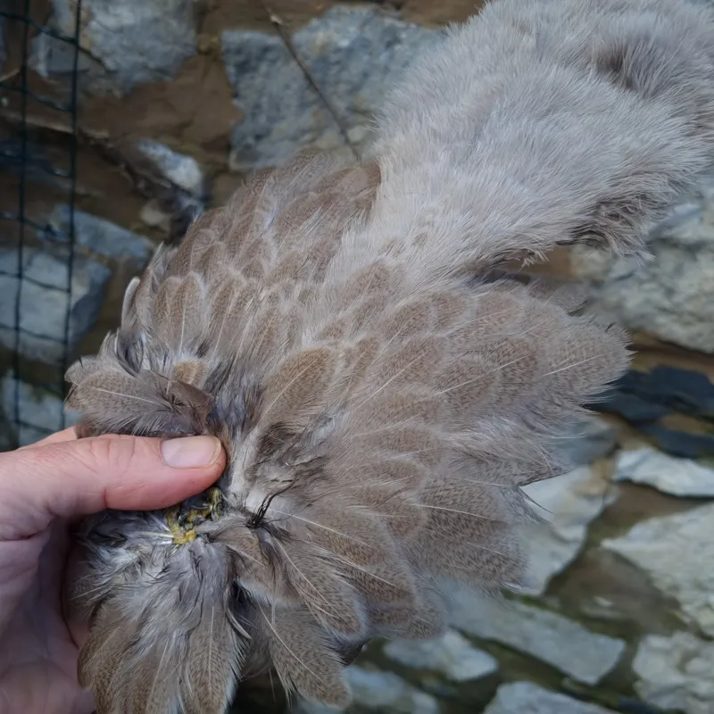 Whiting Brahma Hen Soft Hackle with Chickabou in Mottled Light Dun C-2