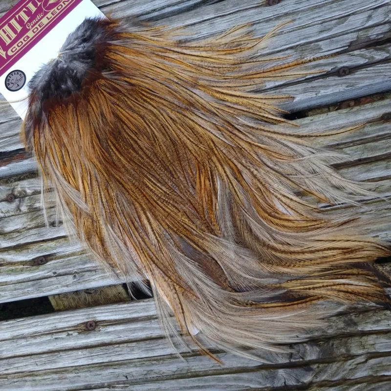 Whiting Coq de Leon Silver Grade Rooster Saddle in Ginger Pardo B-1