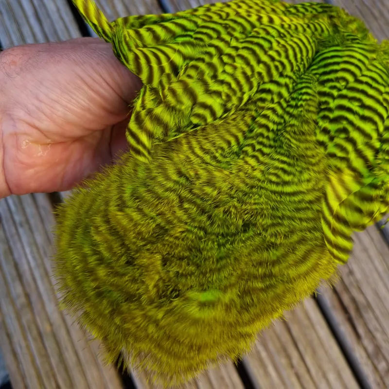 Whiting Rooster Soft Hackle with Chickabou in Grizzly Dyed Fl.Green Chartreuse-3