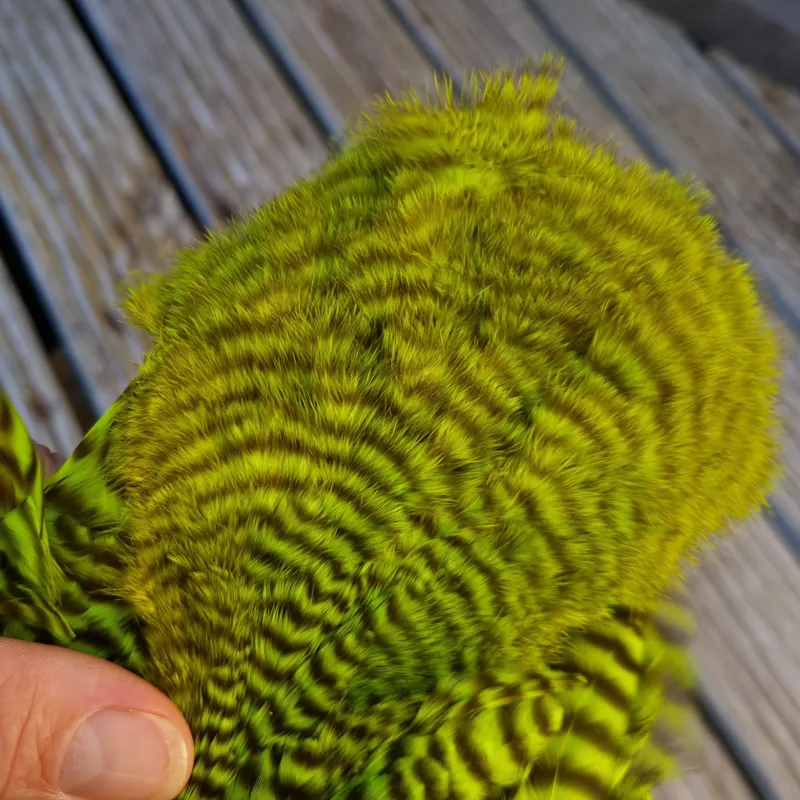 Whiting Rooster Soft Hackle with Chickabou in Grizzly Dyed Fl.Green Chartreuse-4