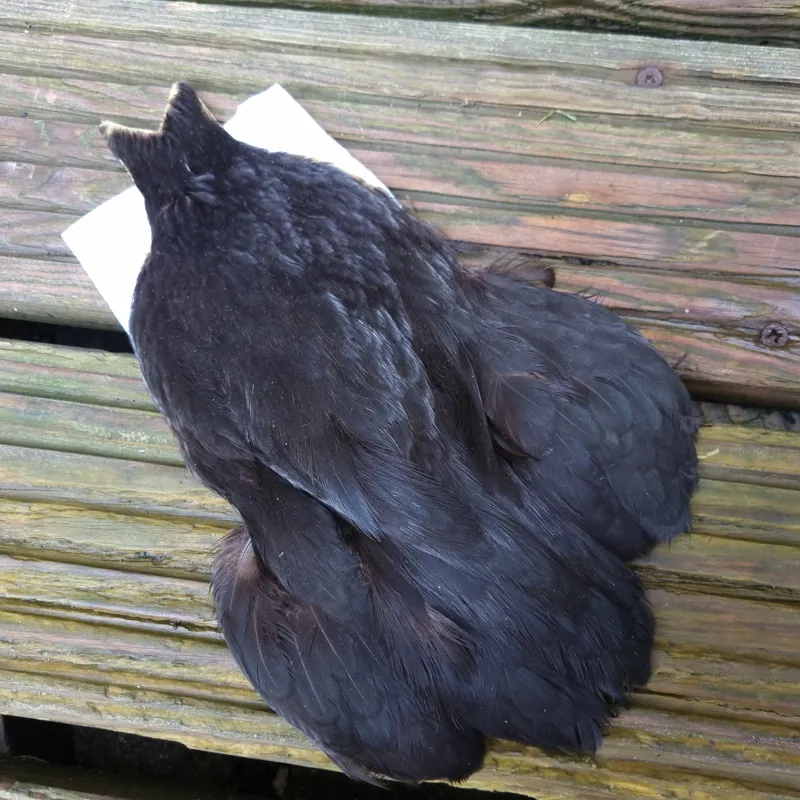 Whiting 4B Hen Cape in Natural Black