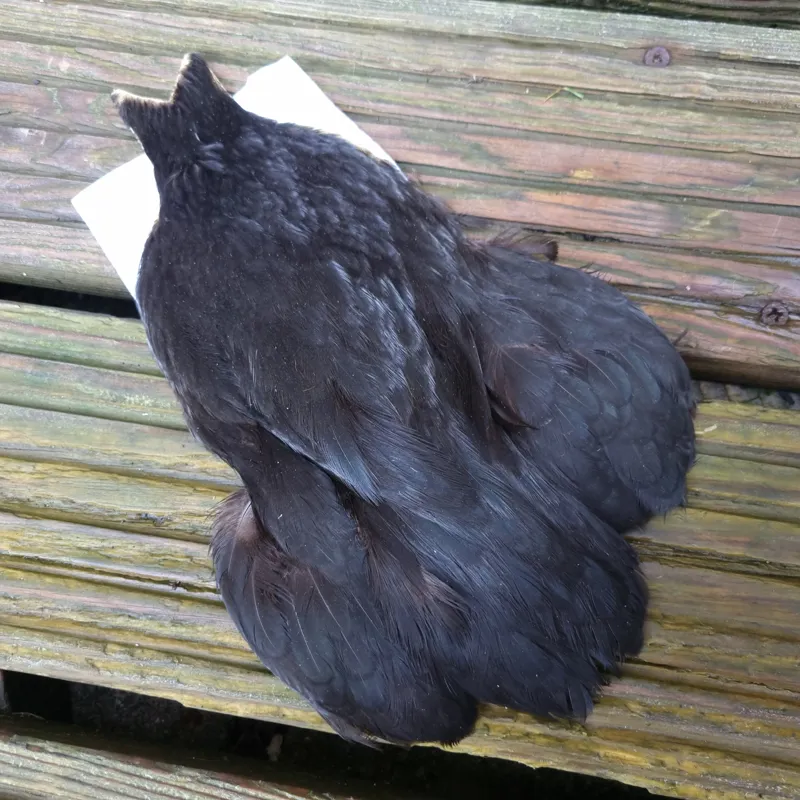 Whiting 4B Hen Cape in Natural Black-3