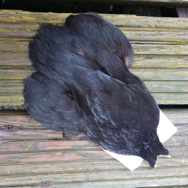 Whiting 4B Hen Cape in Natural Black-1