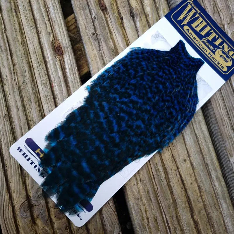 Whiting American Hen Cape in Grizzly Dyed Kingfisher Blue