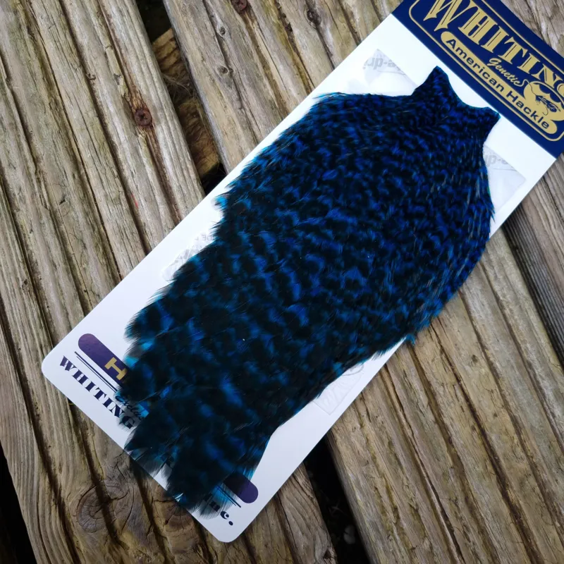 Whiting American Hen Cape in Grizzly Dyed Kingfisher Blue-1