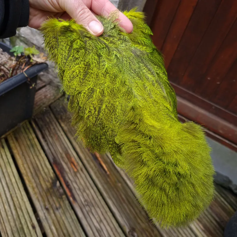 Whiting Coq de Leon Hen Soft Hackle with Chickabou in Speckled Fl.Yellow Chartreuse-3
