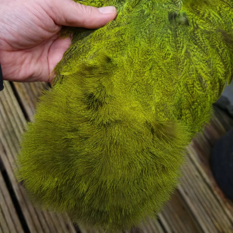 Whiting Coq de Leon Hen Soft Hackle with Chickabou in Speckled Fl.Yellow Chartreuse-1