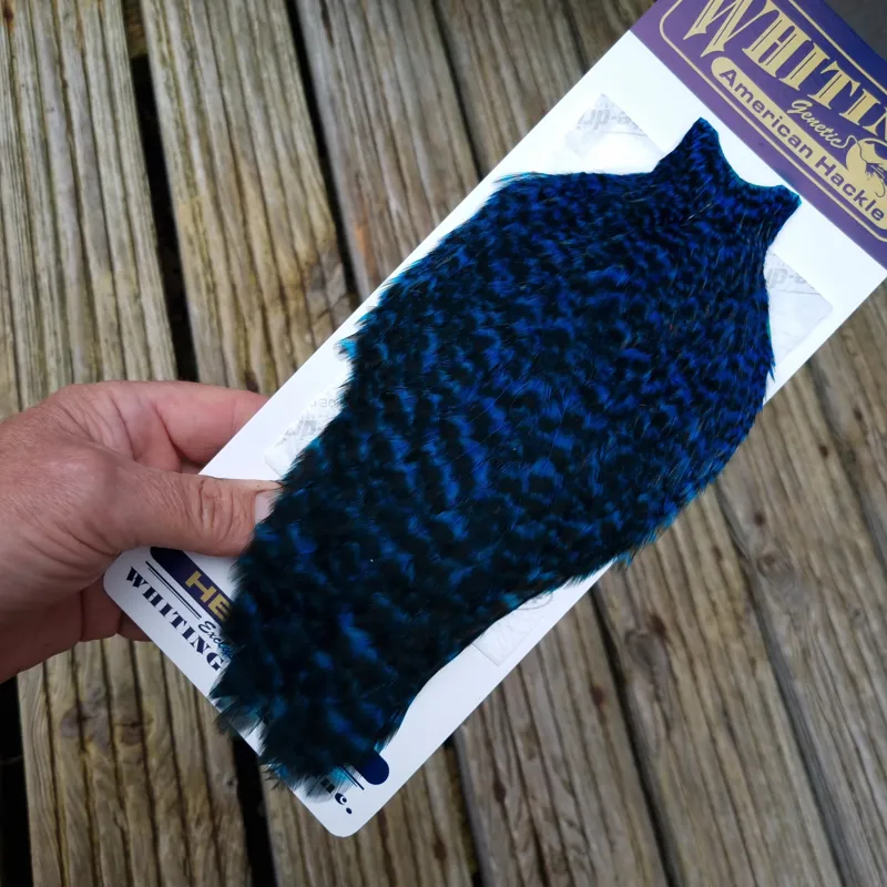 Whiting American Hen Cape in Grizzly Dyed Kingfisher Blue-2