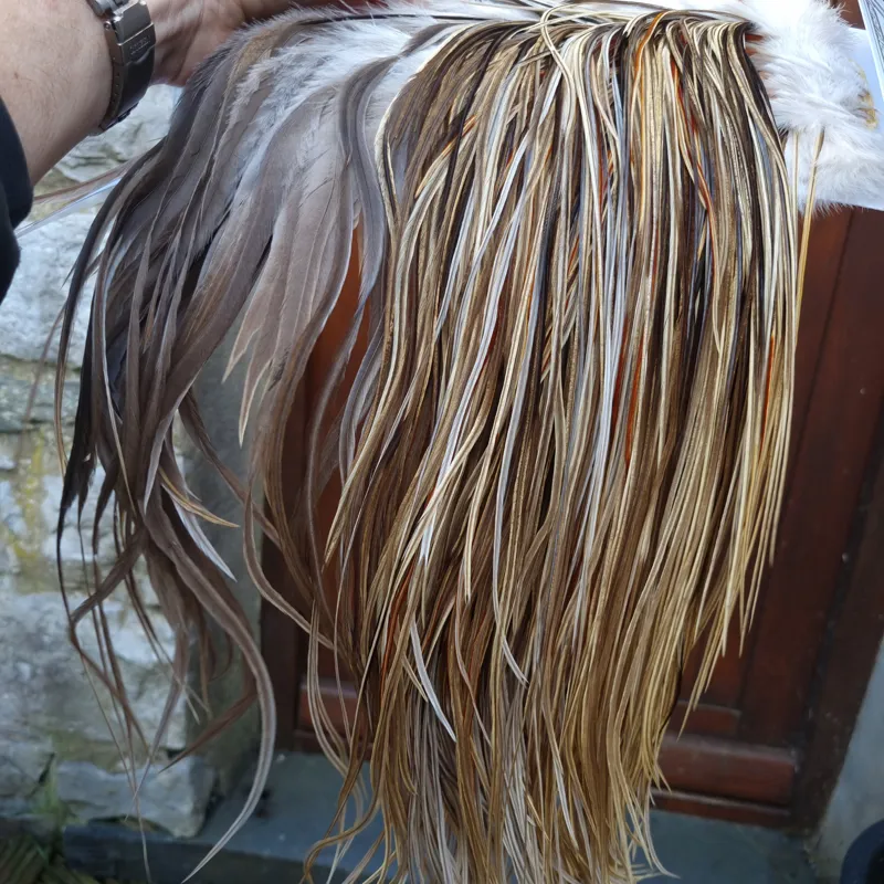 Whiting Heritage Hackles Rooster Saddle in Mixed Colours A Champagne Badger/Speckled Champagne Badger/Rusty Dun/Speckled Natural Dun Approx Tying Sizes odd 10 stuffed with12/14 and the odd 16-2