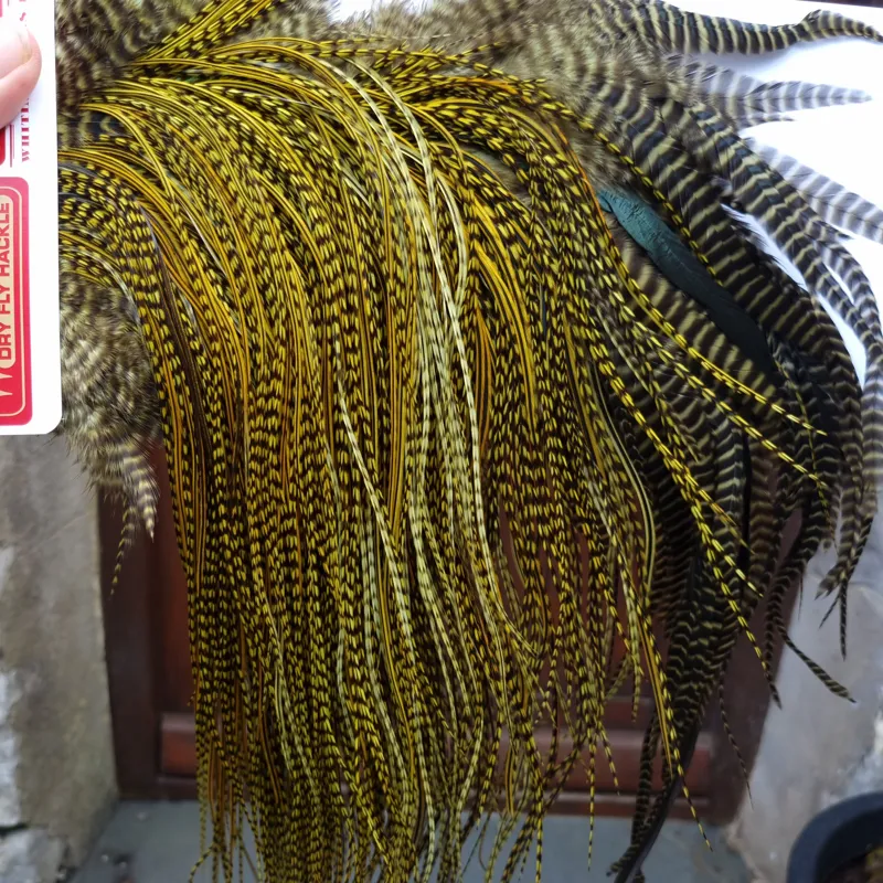 Whiting Pro-Grade Midge Rooster Saddle in Grizzly dyed Olive and Splashed with OLIVE Badger A Approx. tying sizes  few14 and stuffed with 16 18 20 22 and a few smaller-4
