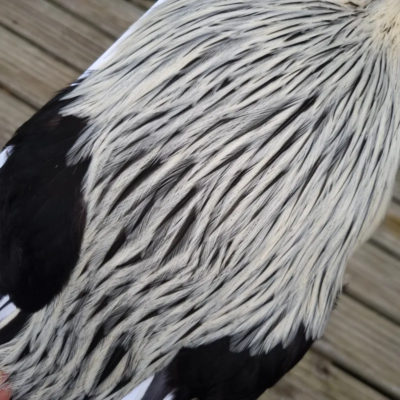 American Rooster Cape in Natural Silver Badger-10