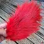 Whiting Spey Bird Fur in Red