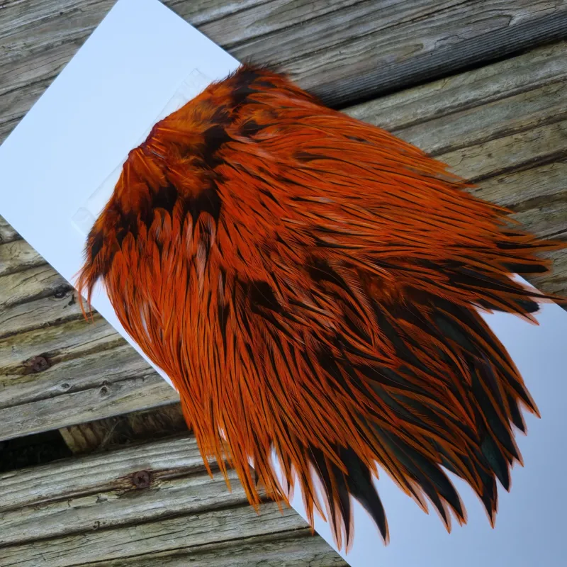 Whiting Brahma Rooster Saddle in Silver Badger Dyed Burnt Orange-1