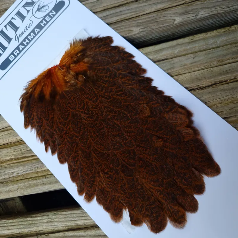Whiting Brahma Hen Saddle in Burnt Orange-5