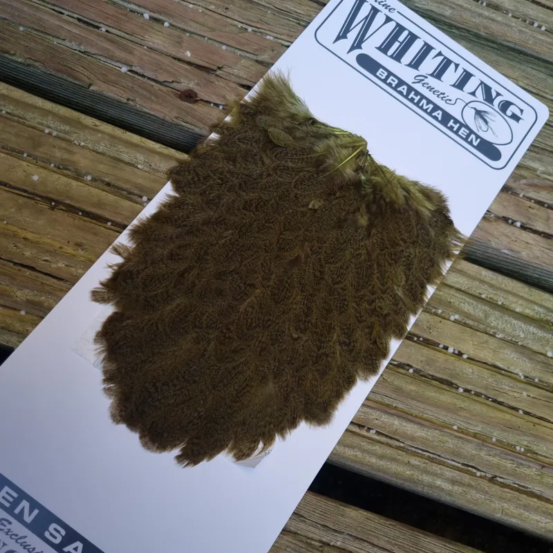 Whiting Brahma Hen Saddle in Olive-1