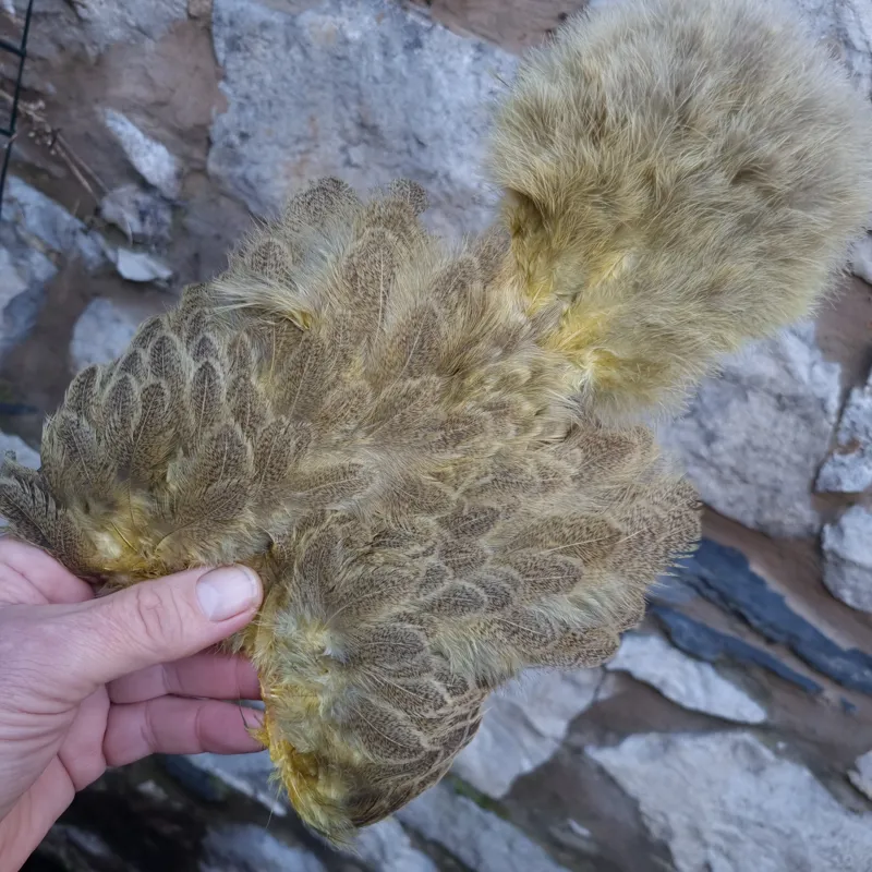 Whiting Brahma Hen Soft Hackle with Chickabou in Mottled Pale Yellow B-2