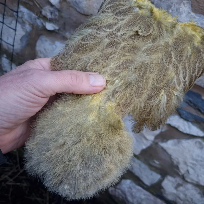 Whiting Brahma Hen Soft Hackle with Chickabou in Mottled Pale Yellow B-3