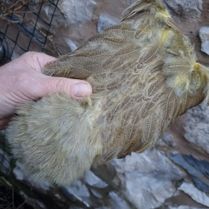 Whiting Brahma Hen Soft Hackle with Chickabou in Mottled Pale Yellow C-3