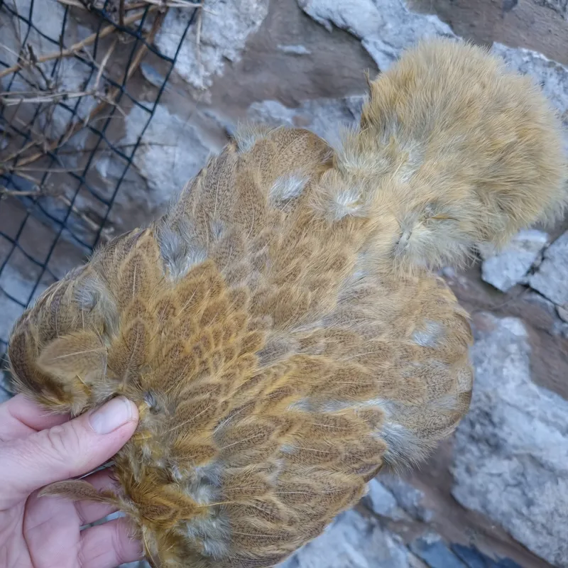 Whiting Brahma Hen Soft Hackle with Chickabou in Mottled Golden Straw C