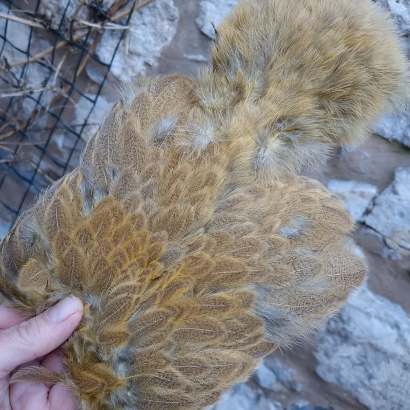 Whiting Brahma Hen Soft Hackle with Chickabou in Mottled Golden Straw C-2