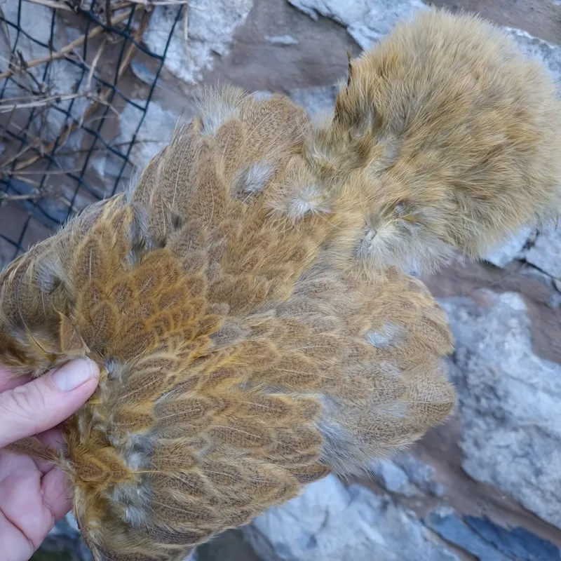 Whiting Brahma Hen Soft Hackle with Chickabou in Mottled Golden Straw C-4