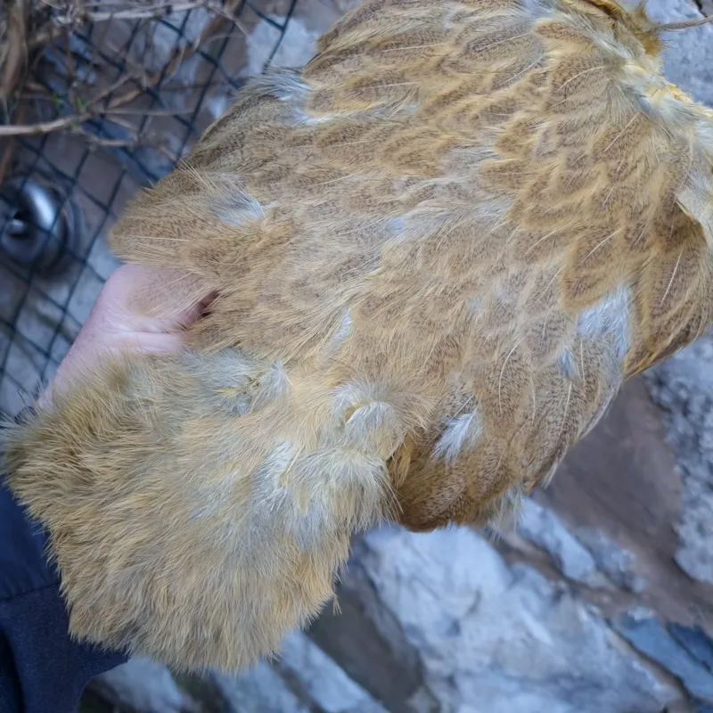 Whiting Brahma Hen Soft Hackle with Chickabou in Mottled Golden Straw C-1