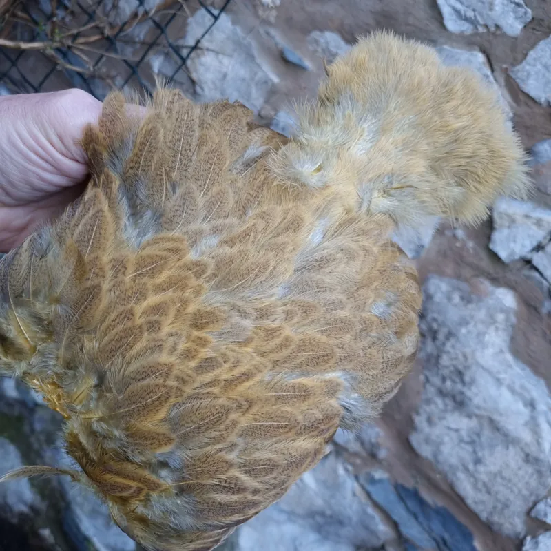 Whiting Brahma Hen Soft Hackle with Chickabou in Mottled Golden Straw C-5