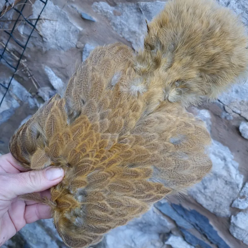 Whiting Brahma Hen Soft Hackle with Chickabou in Mottled Golden Straw C-3