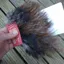 Whiting Coq de Leon Tailing Pack in Dark Pardo
