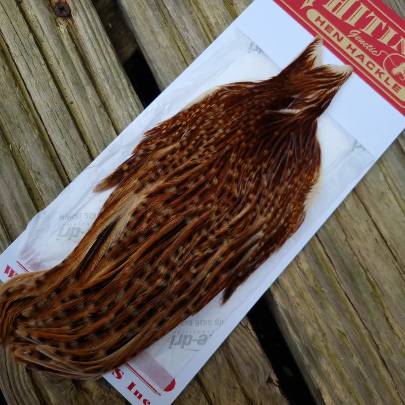 Whiting Hen Cape in Barred Dark Ginger B