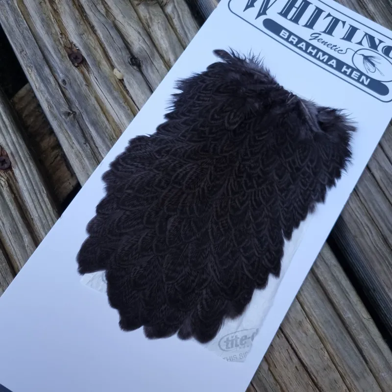 Whiting Brahma Hen Saddle in Dark Dun-4