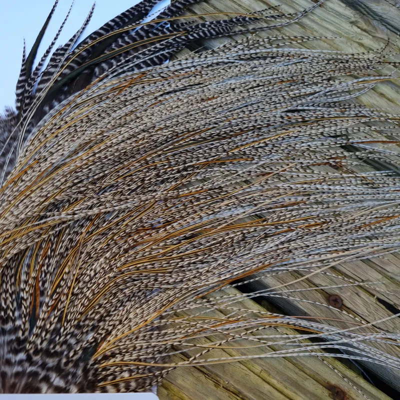 Whiting Pro-Grade Midge Rooster Saddle in Grizzly Variant A in Light GRIZZLY Splashed with Golden Badger Approx Tying Sizes 16/18/20/22/24 and out of sight-7