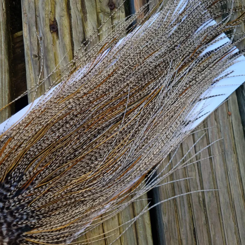 Whiting Pro-Grade Midge Rooster Saddle in Grizzly Variant A in Light GRIZZLY Splashed with Golden Badger Approx Tying Sizes 16/18/20/22/24 and out of sight-8