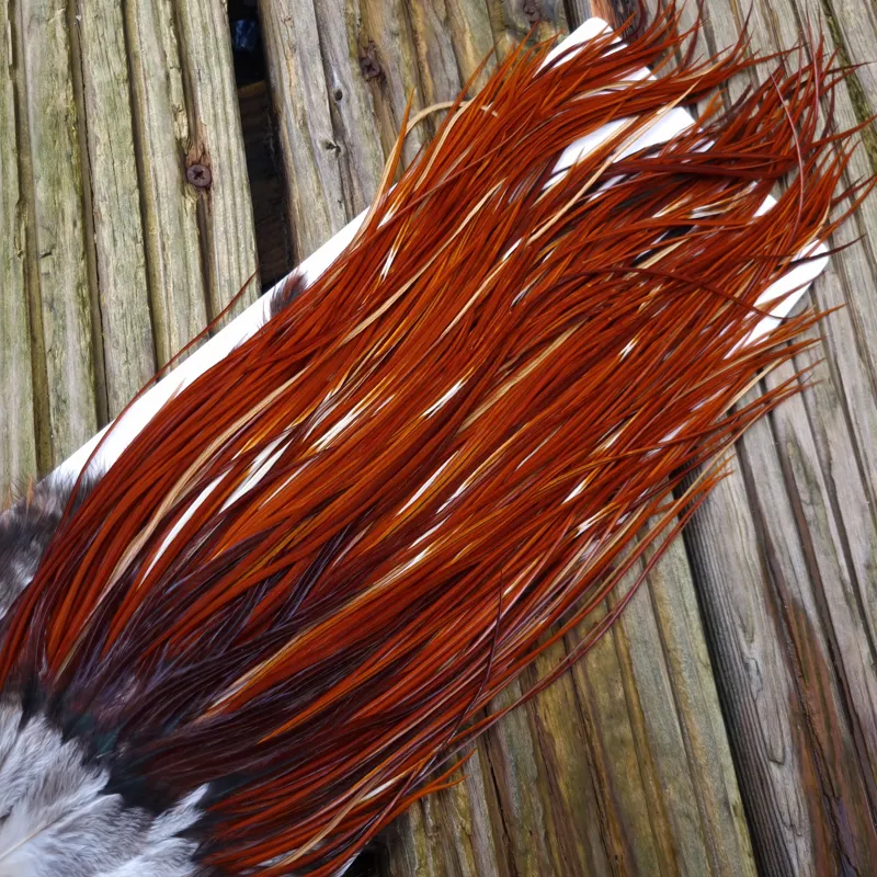 Whiting Heritage Hackles Rooster Saddle in Mixed Colours F Medium to Dark Red Game Splashed with PURE WHITE FLECKS  Tying Approx 10/12/14-7