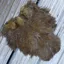 Whiting Coq de Leon Hen Soft Hackle with Chickabou in Speckled Golden Olive