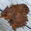 Whiting Coq de Leon Hen Soft Hackle with Chickabou in Speckled Burnt Orange