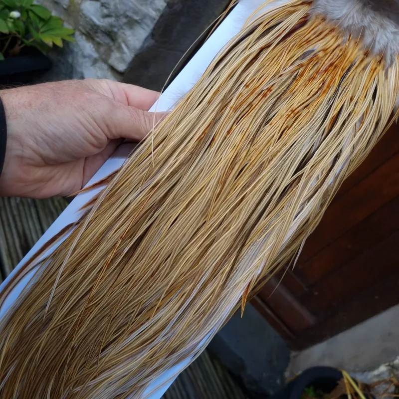 Whiting Heritage Hackles Rooster Saddle in Mixed Colours I Light/Medium and Dark Champagne Badger and  a few Speckled Champagne Badger  Tying Approx. 12/14/16.-1