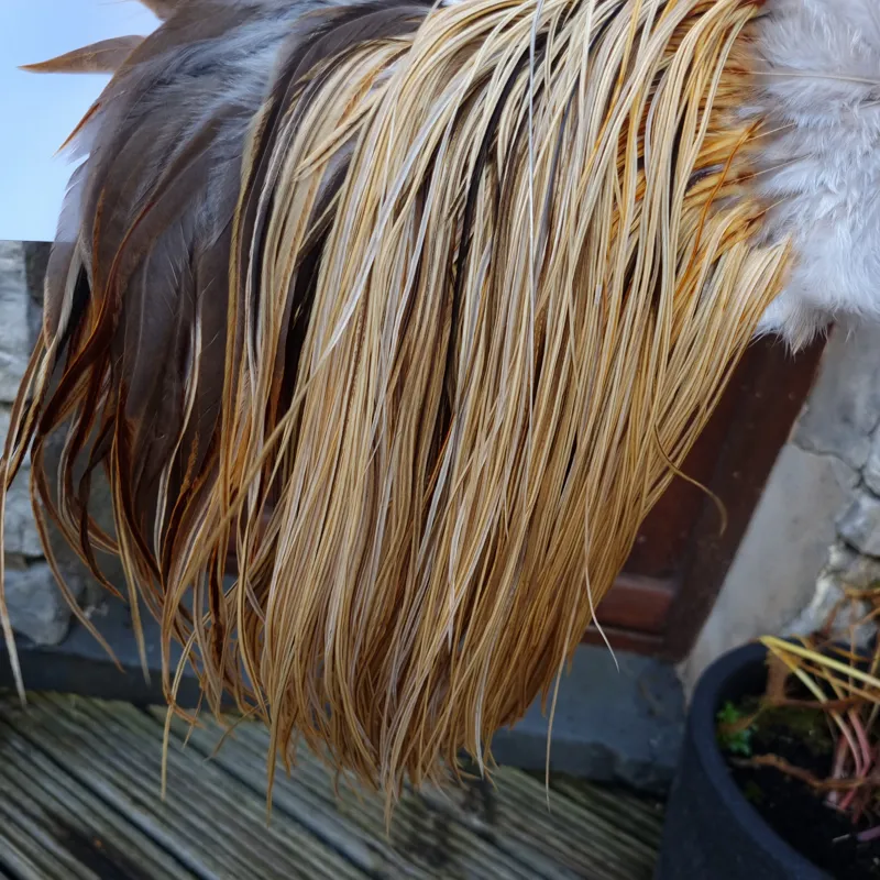 Whiting Heritage Hackles Rooster Saddle in Mixed Colours I Light/Medium and Dark Champagne Badger and  a few Speckled Champagne Badger  Tying Approx. 12/14/16.-4