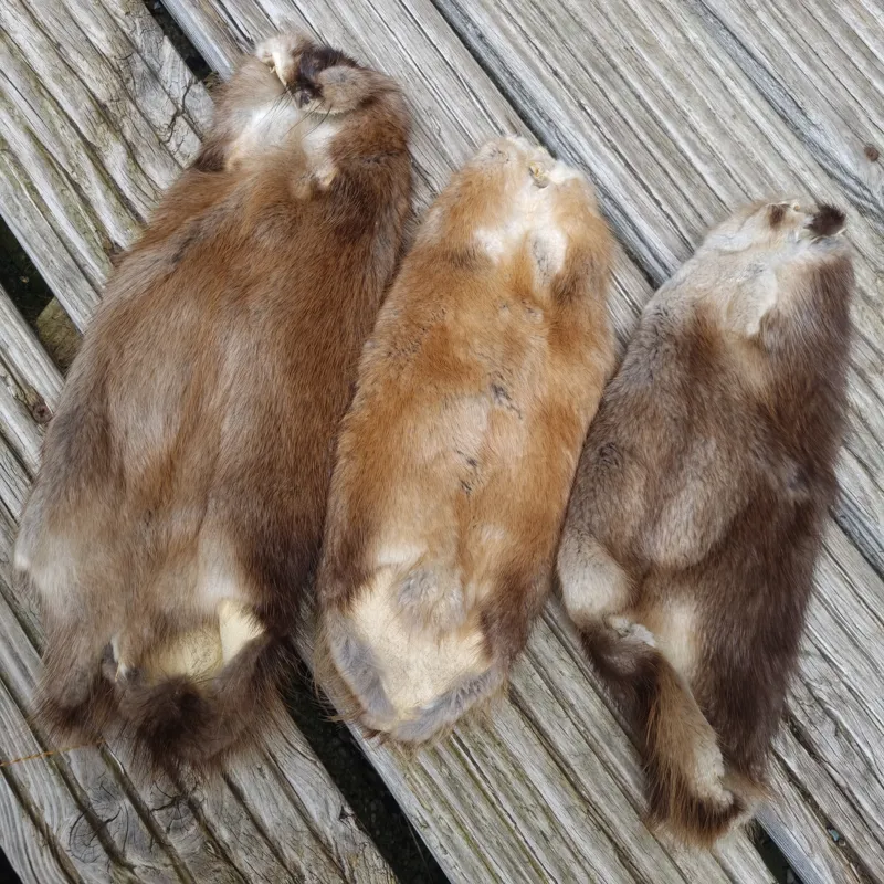 LARGE FULL SOFT Tanned Muskrat Skins-1