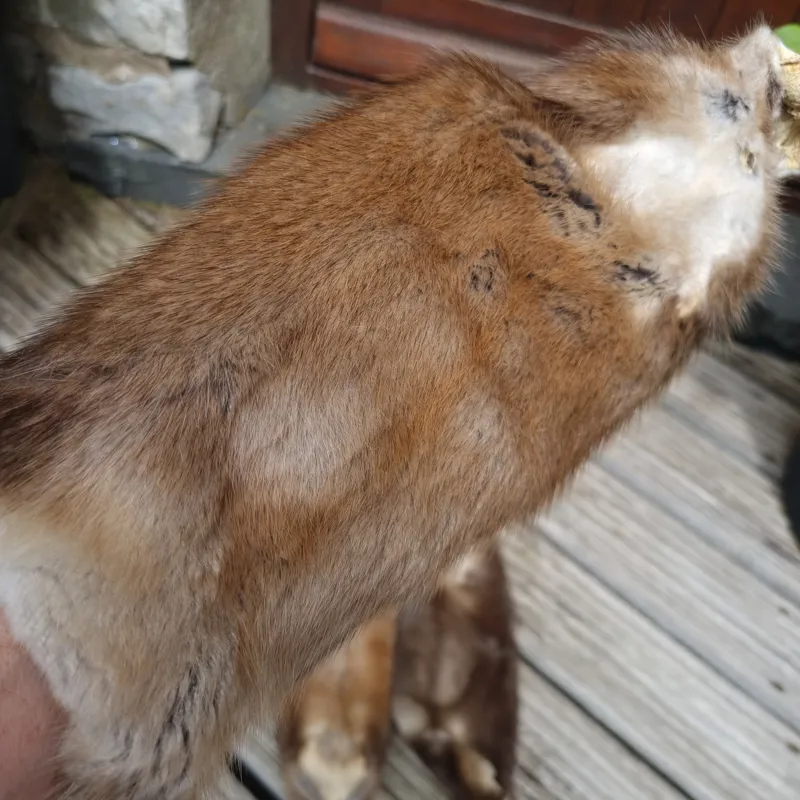 LARGE FULL SOFT Tanned Muskrat Skins-3