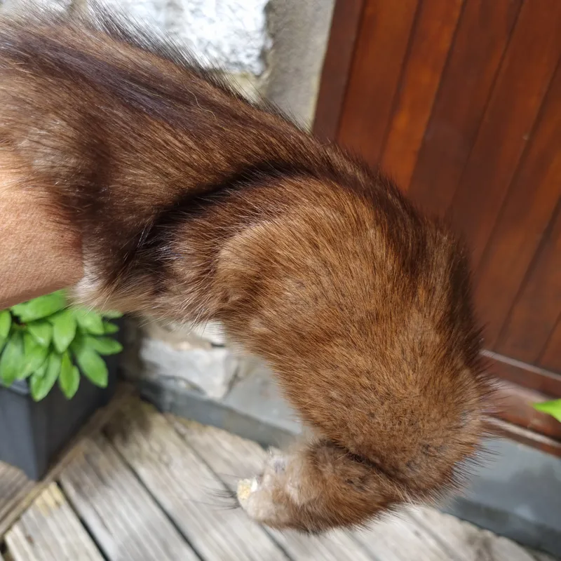 LARGE FULL SOFT Tanned Muskrat Skins-4
