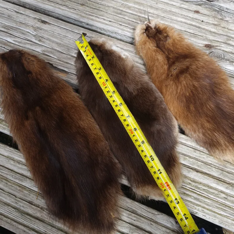 LARGE FULL SOFT Tanned Muskrat Skins-5