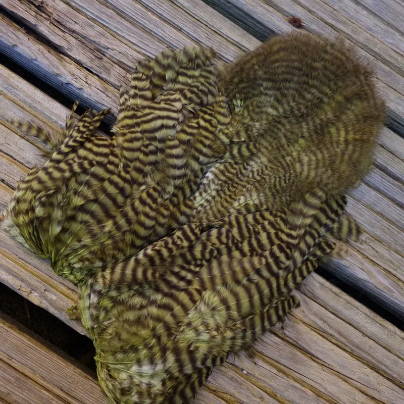 Whiting Rooster Soft Hackle with Chickabou in Grizzly Dyed Olive-1