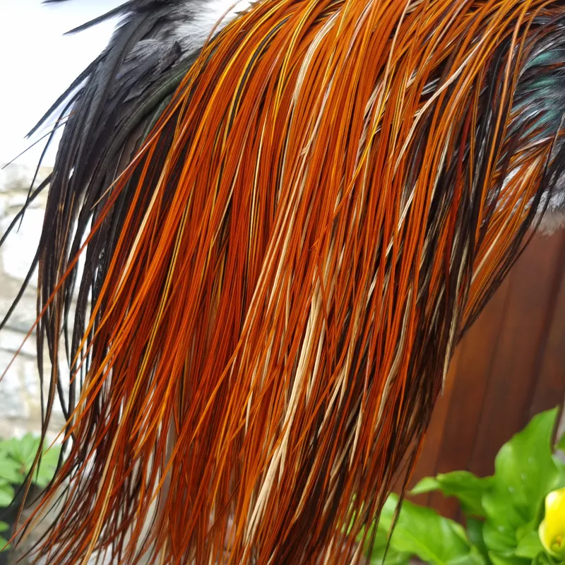 Whiting Pro-Grade Midge Rooster Saddle in Furnace B Tying Approx  Few14 and stuffed with 16 18 20 22 24 26 and out of sight-8